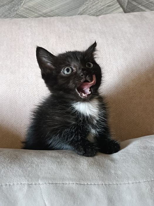 Котята девочки и мальчик !