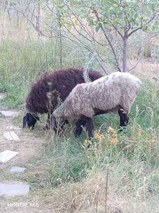 Курдючные бараны, семья и пара гусей.