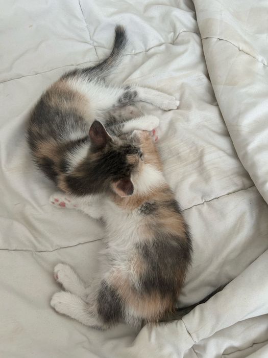 Отдам котят, только в добрые руки!!