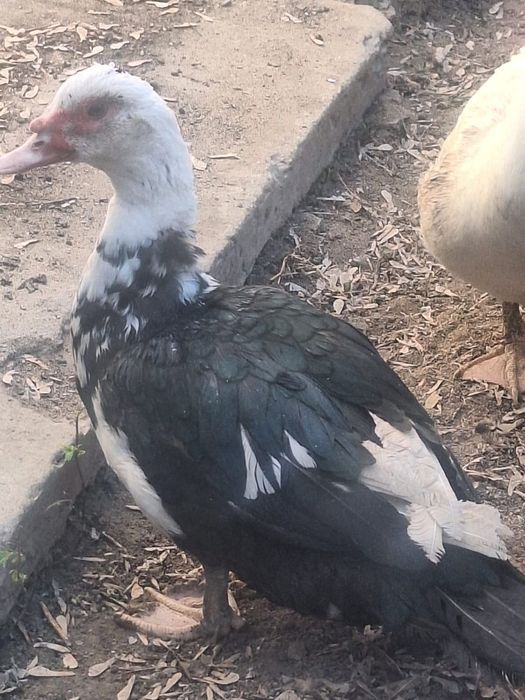 Индоутка сатылады