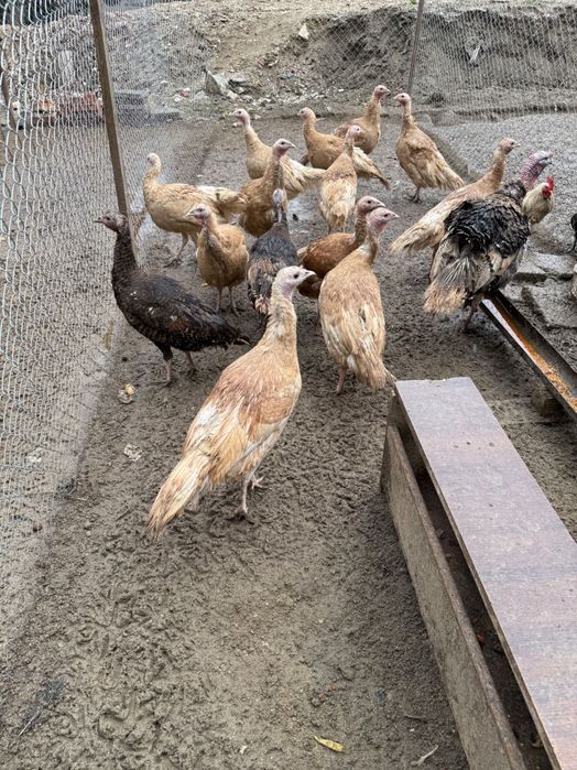 Пуешки яйца за люпене