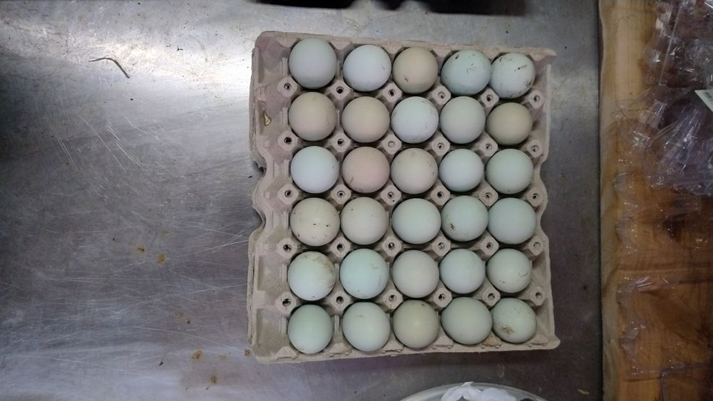 Продавам зелени яйца без холестерол