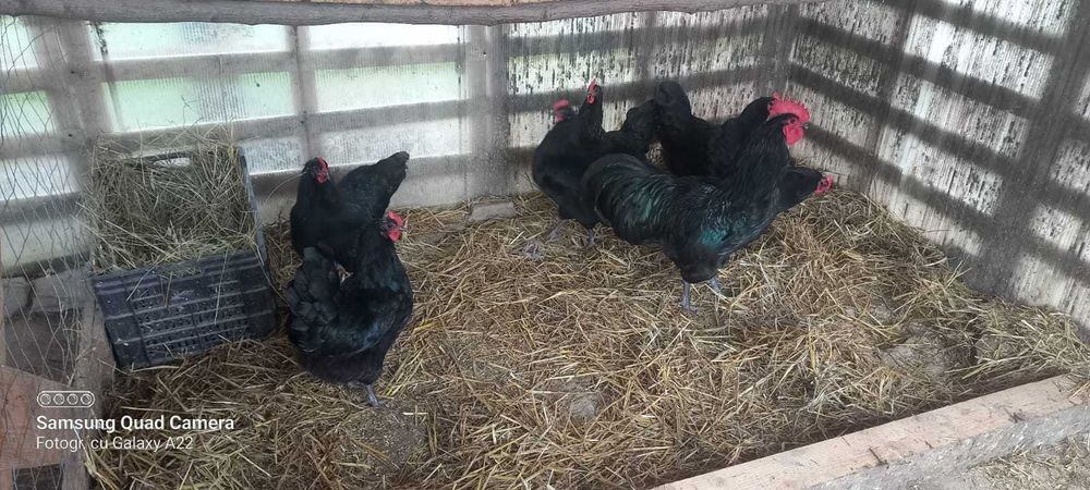 Oua pt incubat rasa austrolorp