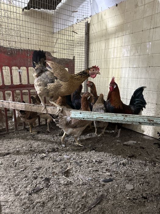 Домашние  куры и петух