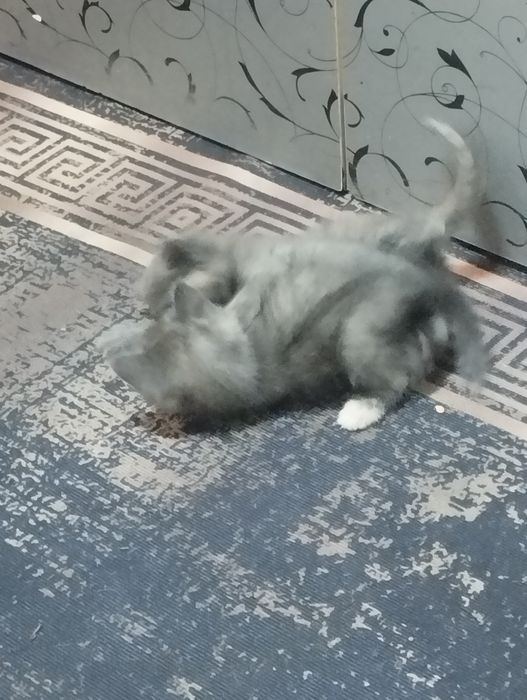 Отдам даром котят две девочки