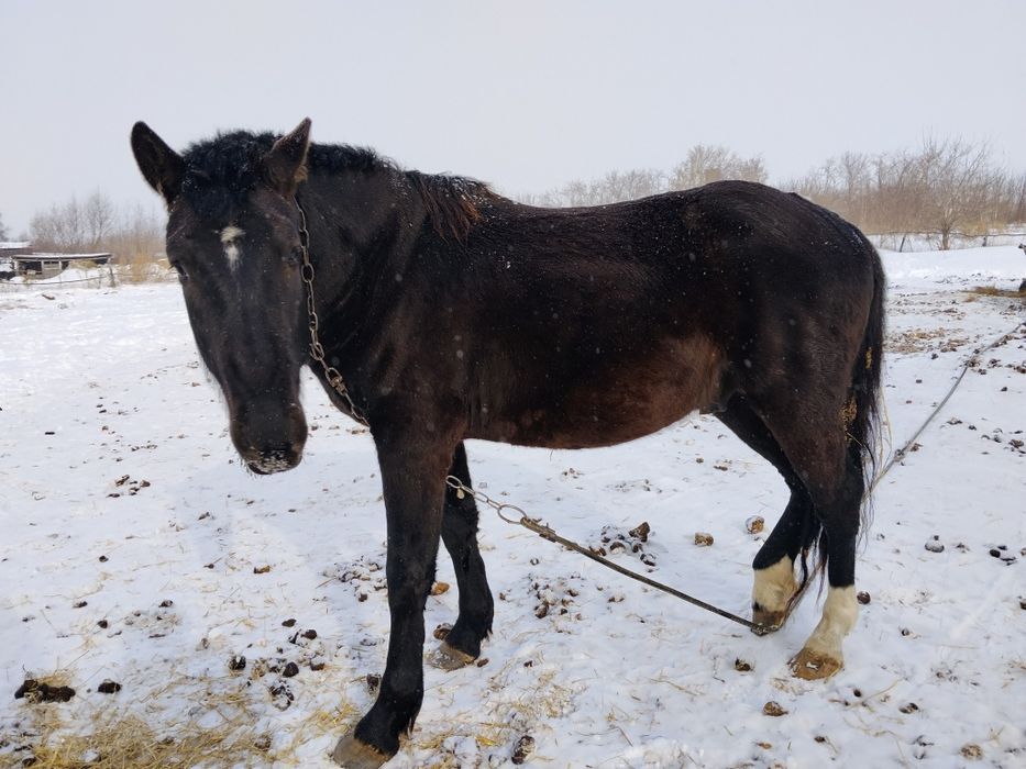 Продам Жеребеца 4 года