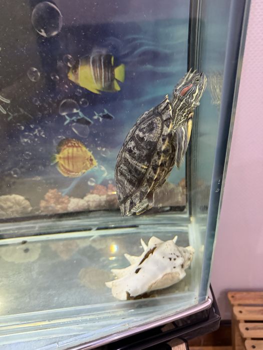 Akvarium uchun toshbaqa