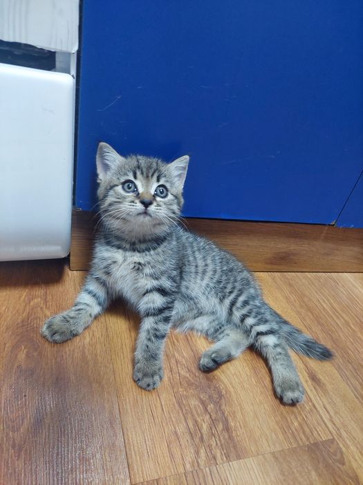 Котенок ( британка)