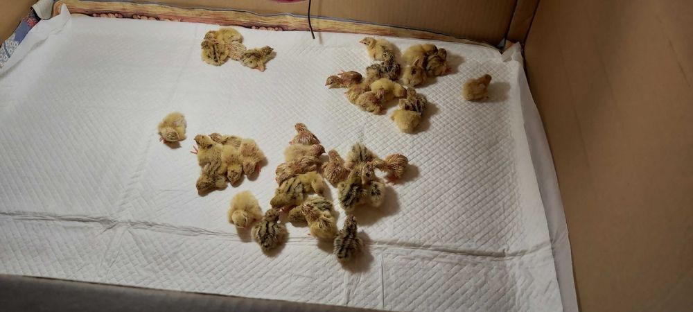 Oua de prepelita pentru incubat - Jumbo Gold Polara Japoneza Tibetana