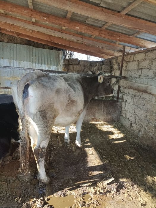 алатау сиыр сатылады