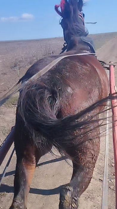 Iapa de vânzare cu tot cu căruță