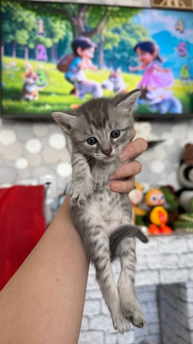 Шотландский Прямоух котята