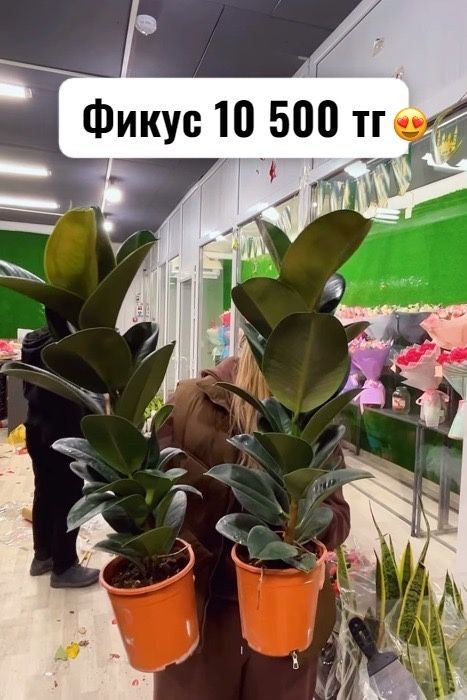 Комнатные растения цветы