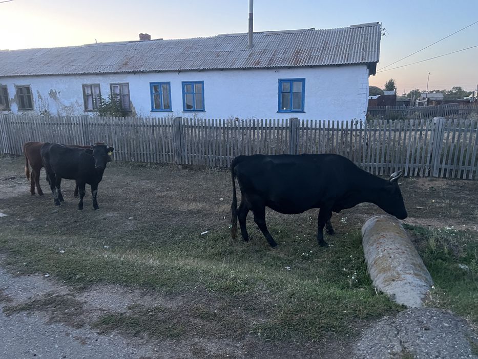 продам 5 голов КРС