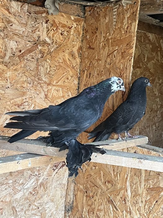 Голубь Гульсар Молодноц самец