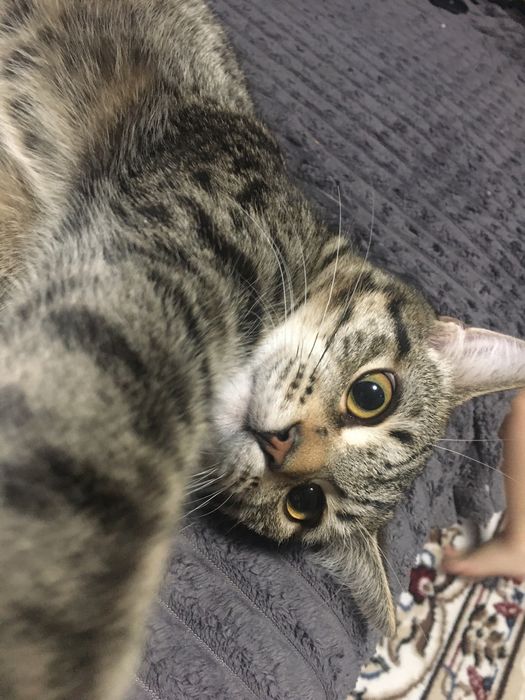 Отдам Кота. Бесплатно