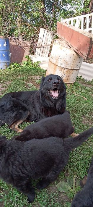 Щенки немецкой овчарки