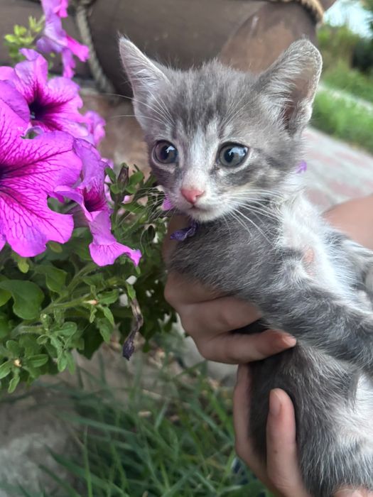 Отдам Котят