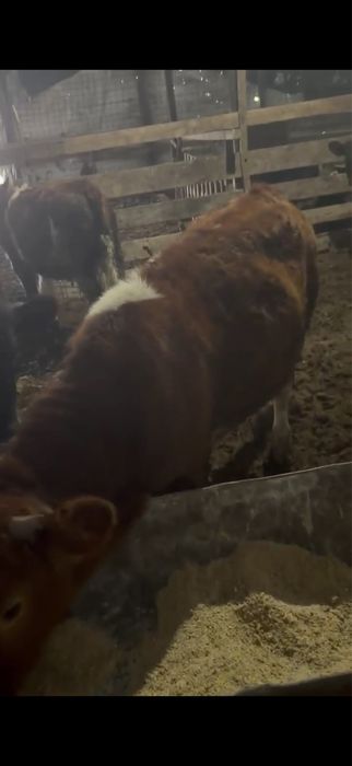 De vanzare vitele grase