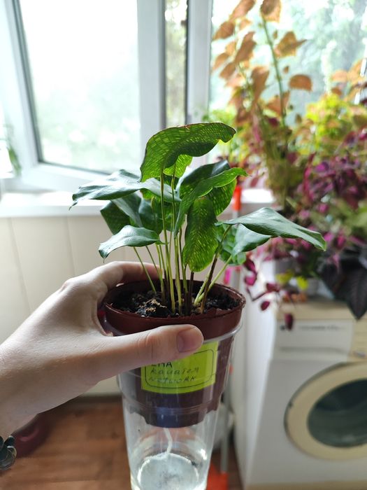 Растение комнатное Калатея