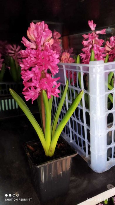 продам гиацинты на 8 марта