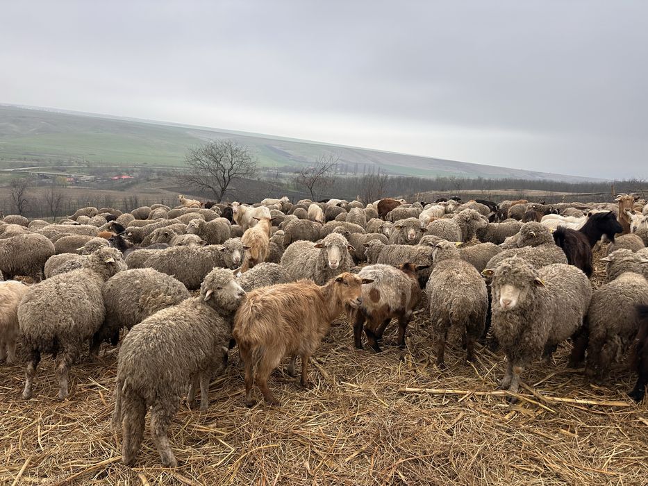 Vand carlani si oi