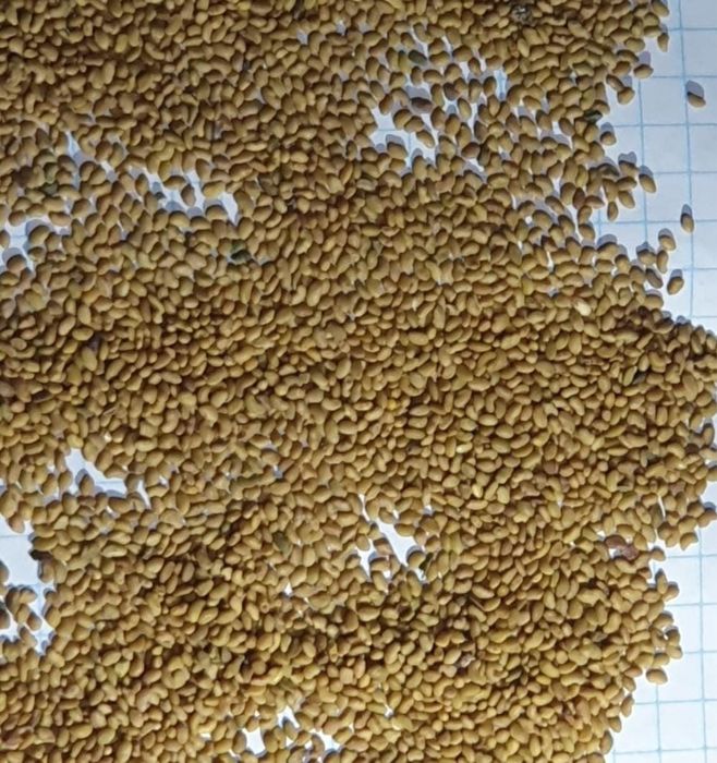 Семена люцерны многолетней