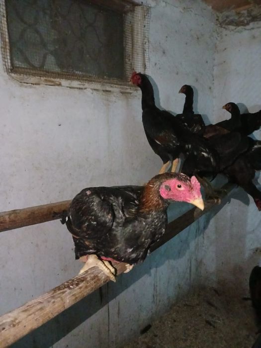 Продажа пара бойцовский петухов