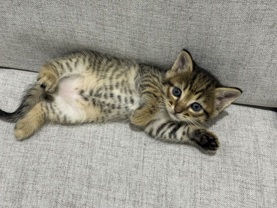 Отдам в хорошие ручки котят/4 кошки
