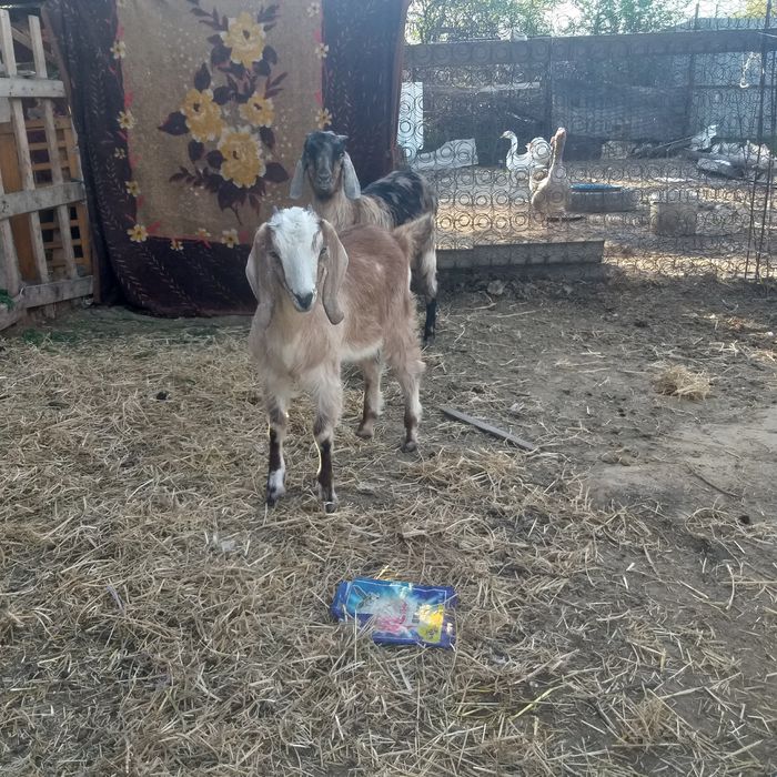 Каза казлята козы