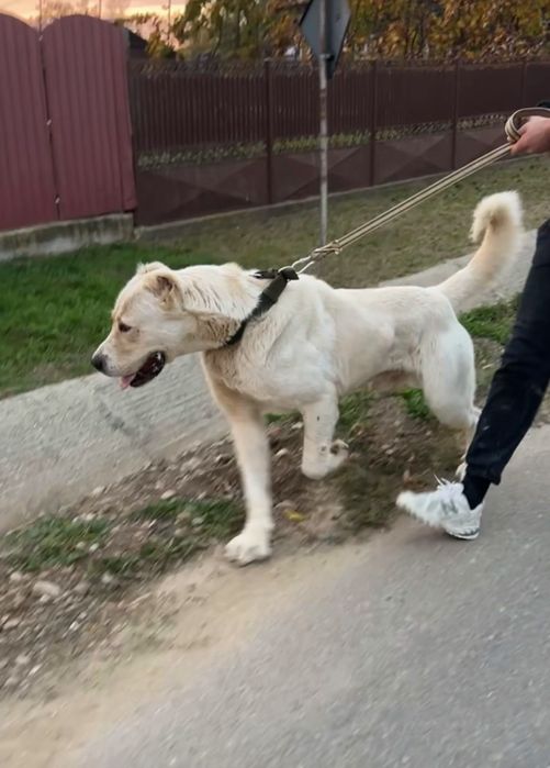 Vând mascul asia centrala