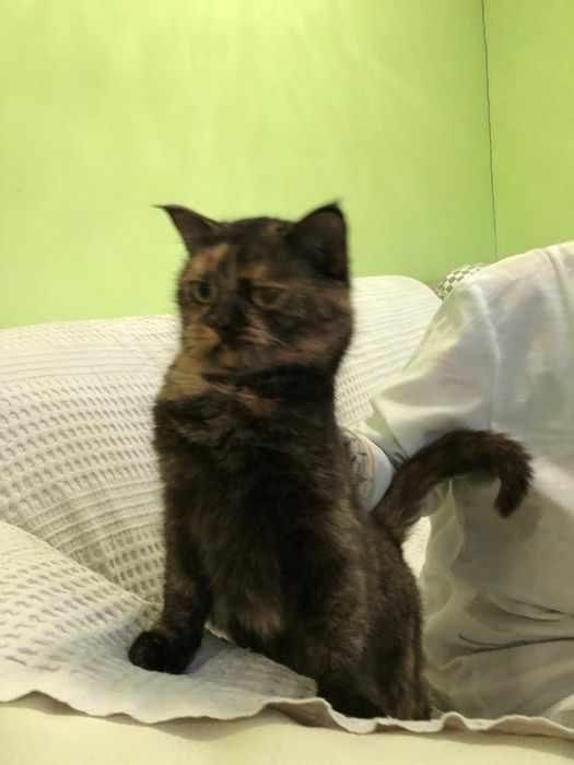 Любимые животные