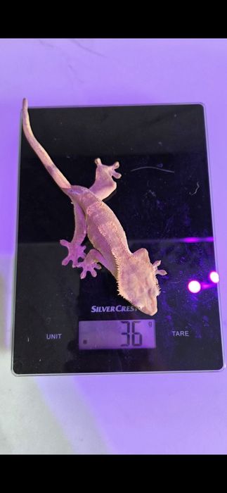 Femela adulta gecko crested