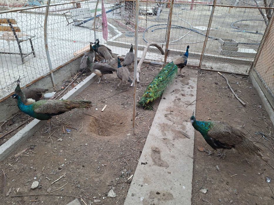 Индийский павлин