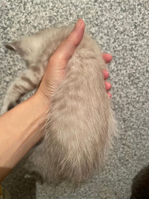 Котик мальчик ищет семью