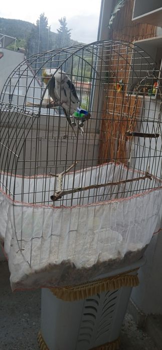 Папагали Корела .