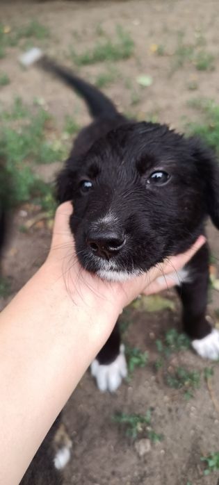 Отдам щенков в добрые руки