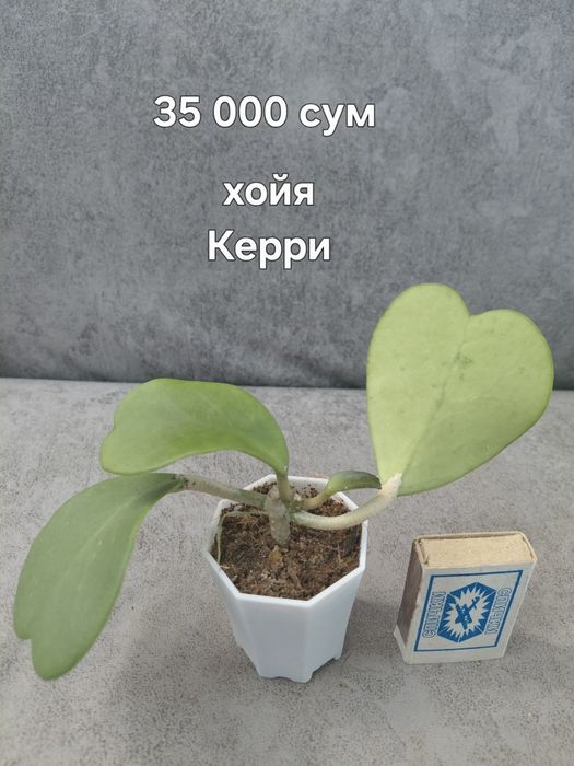Комнатные цветы недорого