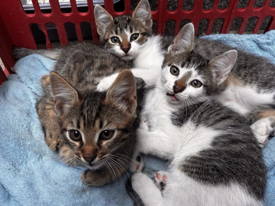 adopție 3 pui de pisică (2 luni)