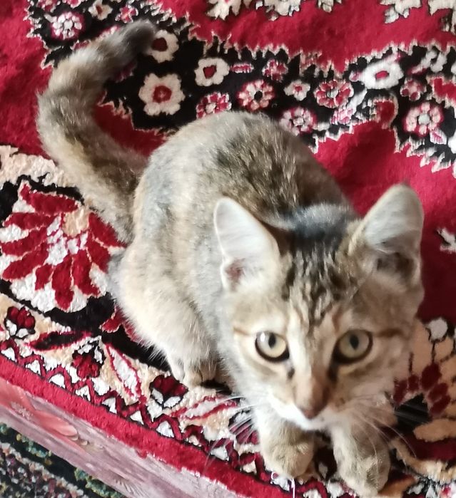 Котенок в добрые руки