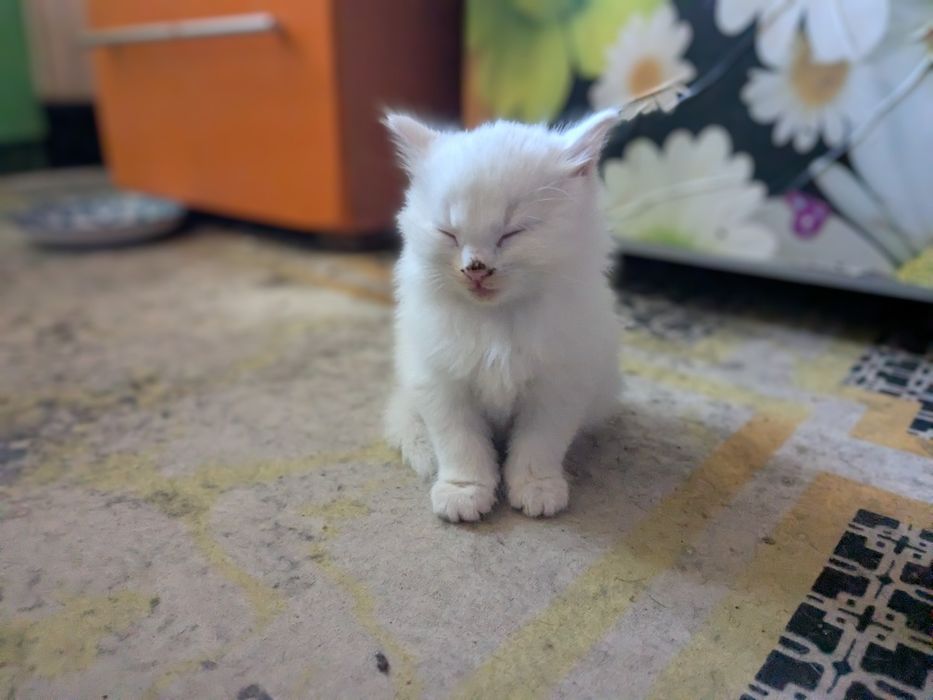 белые котята, 3 кота