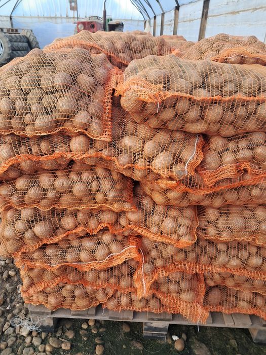 Cartofi de samanta elita