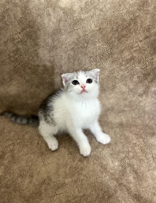 Скоттиш фолд и Скоттиш страйт