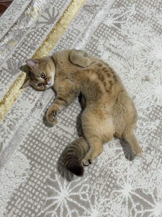 Продам кошку золотая шиншилла