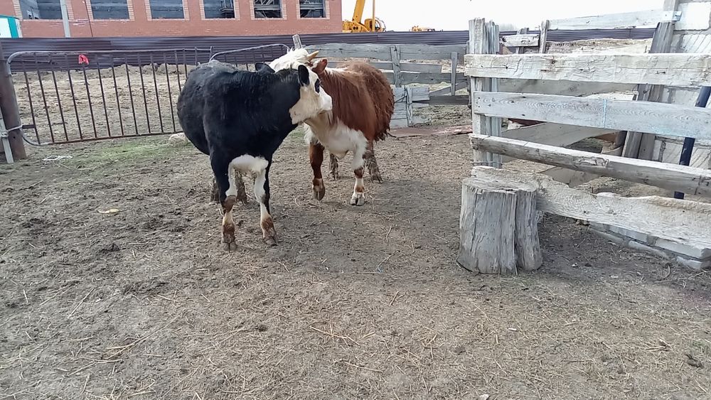 Откорм бұқалар сатылады 1жасар