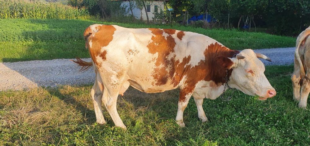 Vand vacii cu lapte