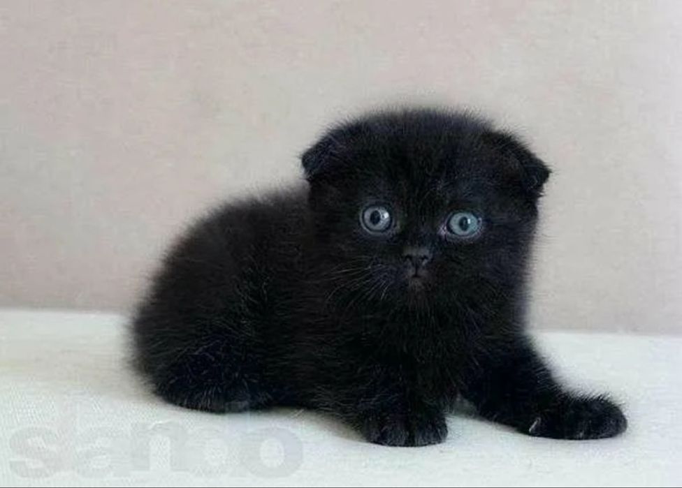 Котята породы разные
