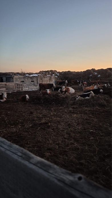 Продам КХ рассмотрю все предоожения