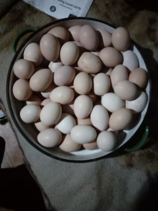 Ouă de găină proaspete