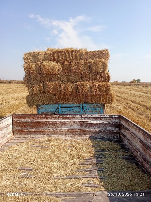 Lozer somon sotiladi kipi 5 ming soʻm dastafka puli ayrim 100 ming som